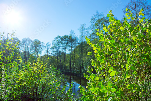 Summer beech trees on the sun and forest lake. Nature background.