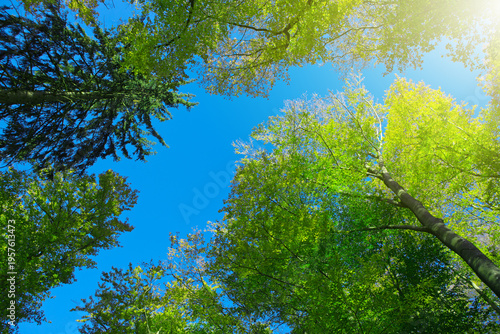 Sunlight in summer forest with green trees and blue sky.