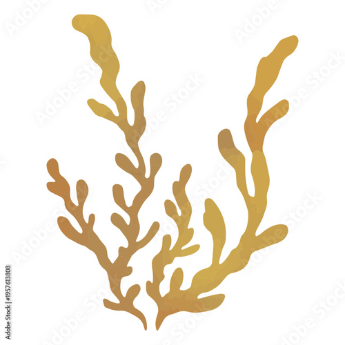 Beautiful seaweed  in the waters