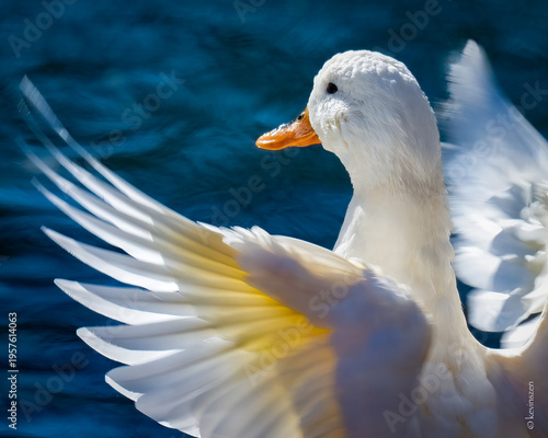 all white mallard duck