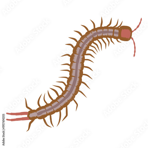 Centipede walking