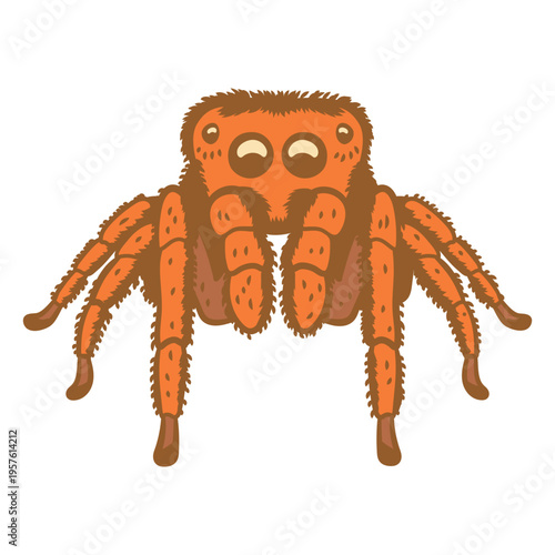 Front view of a spider