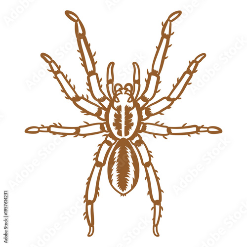 Image of a hairy tarantula