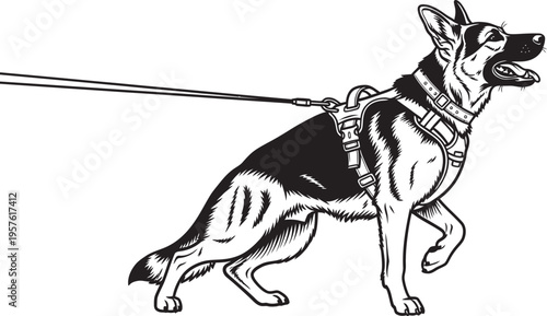 Canada day celebrations and patriotic events with a loyal german shepherd dog