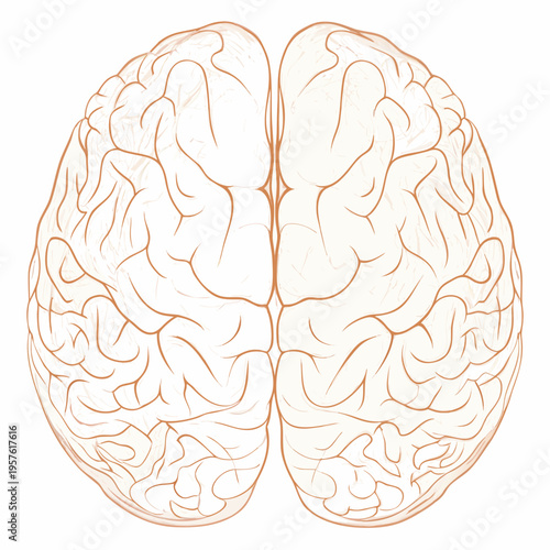 An illustration depicting the human brain showcasing its complex structure