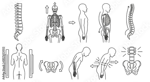 Human spine and skeletal system illustrations show various back pain and posture issues