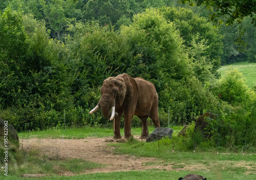 Elephant in the woods 