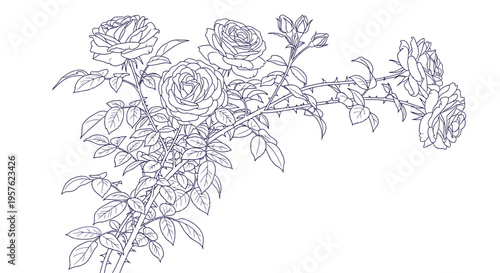 A delicate blue line drawing depicts a branch of blooming roses with detailed foliage high quality