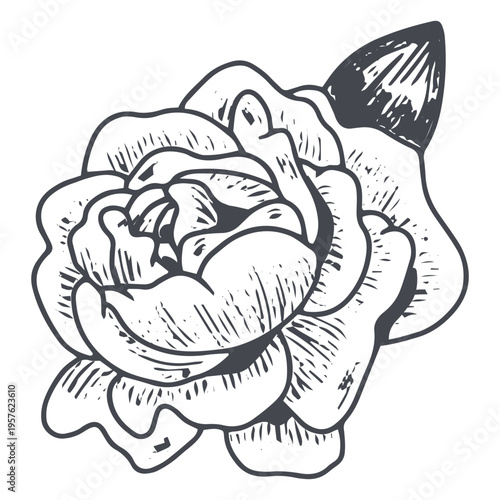 Splendid flower hand-drawn design