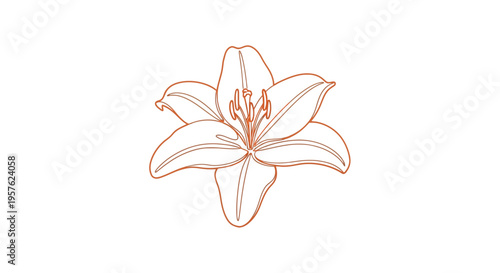 A delicate orange lily flower is depicted in a minimalist line drawing style high quality professional