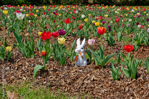 Easter bunny in a flowering tulip field