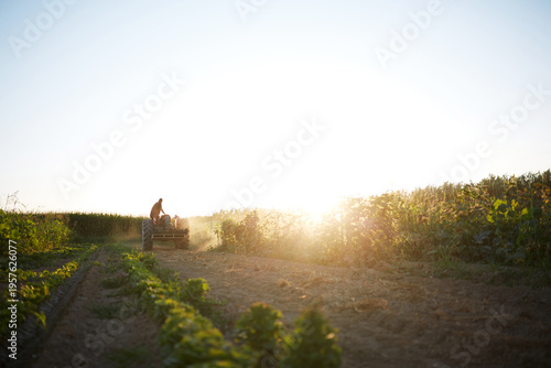 Sunrise in an organic garden with a farmer harvesting