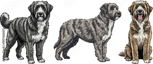 Pyrenean Sheepdog standing side profile sitting facing front pose set