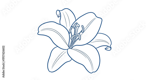 A simple line drawing depicts a single white lily flower in full bloom isolated on white