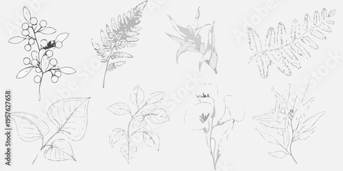Delicate botanical sketches of various leaves and plant elements