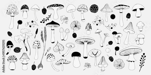 A collection of hand drawn mushrooms fungi and botanical elements
