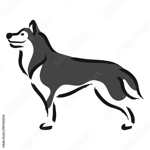 Black and white husky dog standing