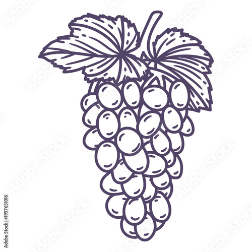 Bunch of grapes hand drawn