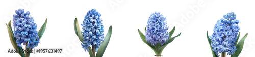 Blue hyacinth flower clusters with green leaves, spring floral botanical isolated on transparent background