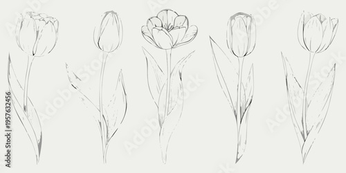 Delicate sketch of five tulips with varying bloom stages in grayscale