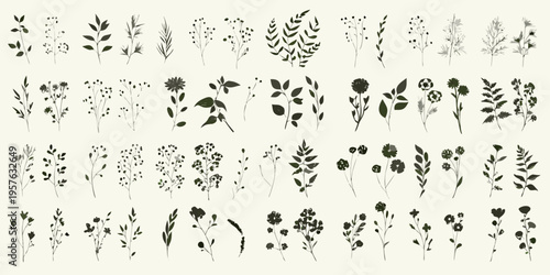 Collection of delicate botanical illustrations featuring various plant stems and leaves