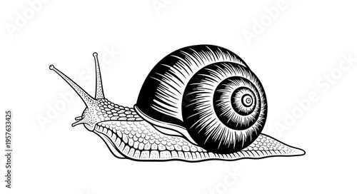 Detailed Illustration of a Snail with Intricate Shell Pattern.
