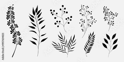 Black and white botanical illustration of various delicate plant stems