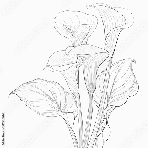 Фотография Elegant calla lily bouquet illustration with delicate flowing lines