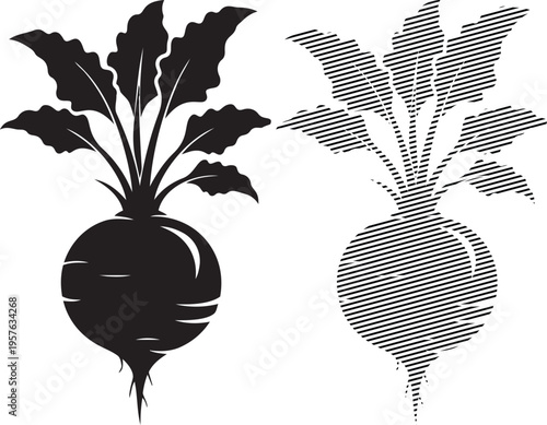 Comparison of a black radish and a textured radish with green leaves