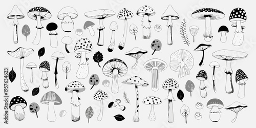 A collection of hand drawn black and white mushroom illustrations