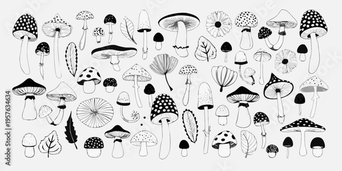 A collection of various hand drawn mushroom illustrations in black and white