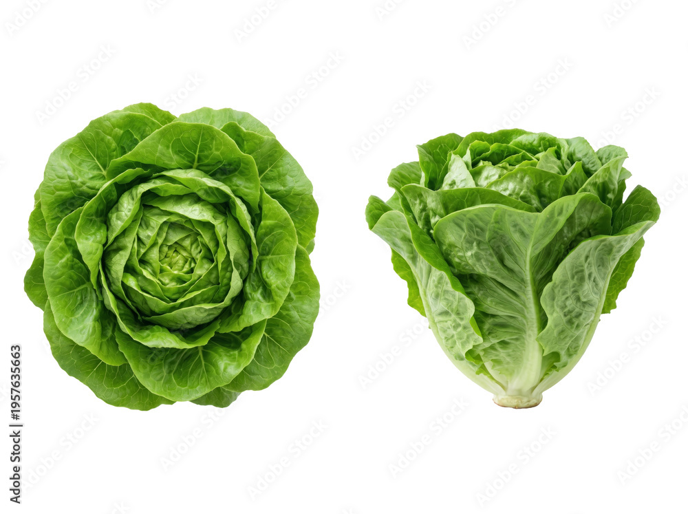 Obraz premium Fresh green lettuce head on a white background, showcasing its leafy structure and vibrant color from top and side angles.