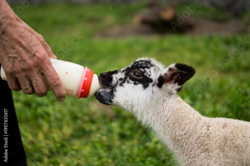Foto Detailed shot of a thirsty spotted lamb nursing from a baby bottle held by a farmer on a sustainable farm