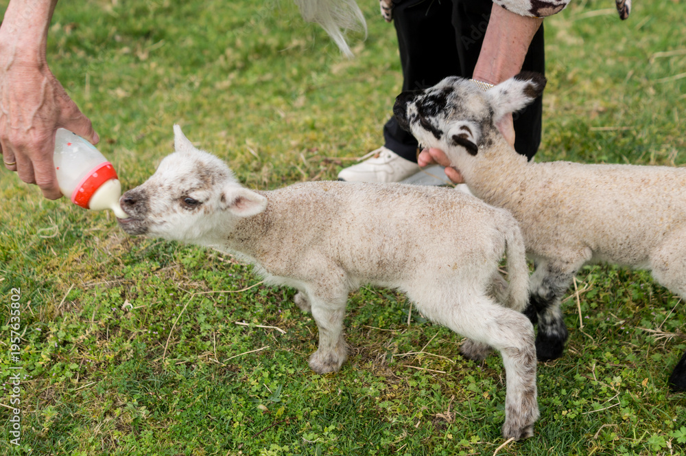 Obraz premium Wide shot of two lambs waiting their turn to be bottle-fed by a shepherd in a green field during spring.
