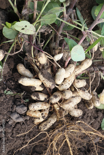 Freshly dug peanut bush with fruits