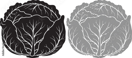 Black and white illustration of a cabbage and its cross-sectional view