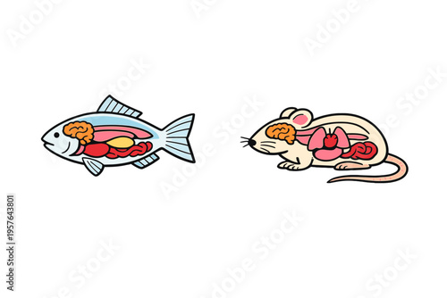 A cartoon illustration comparing the internal anatomy of a fish and a