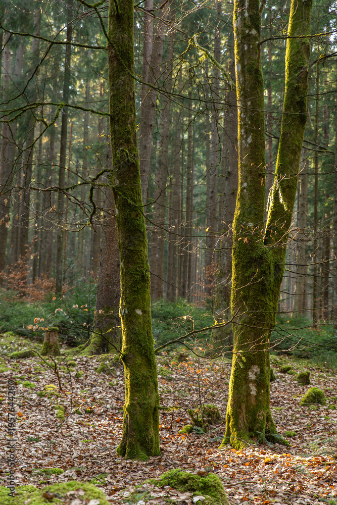 Obraz premium Image of a forest in spring. Black Forest in Germany.