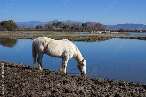A white horse drinking at the edge of a natural wetland in Isola della Cona, Italy. Peaceful wildlife scene with calm water, vegetation and distant mountains, captured in natural light.