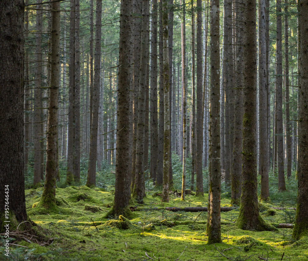 Obraz premium Image of a forest in spring. Black Forest in Germany.