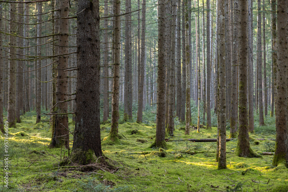 Fototapeta premium Image of a forest in spring. Black Forest in Germany.