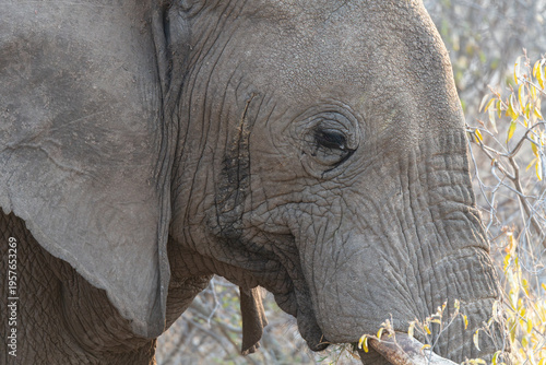 Wallpaper Mural Close up of African Elephant eating in Etosha National Park, Namibia, Africa Torontodigital.ca