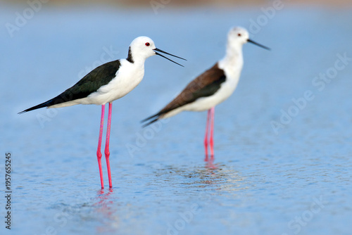 Fotografía Two Black winged Stilts with long pink legs wading in blue water, one with an open beak in a natural wetland