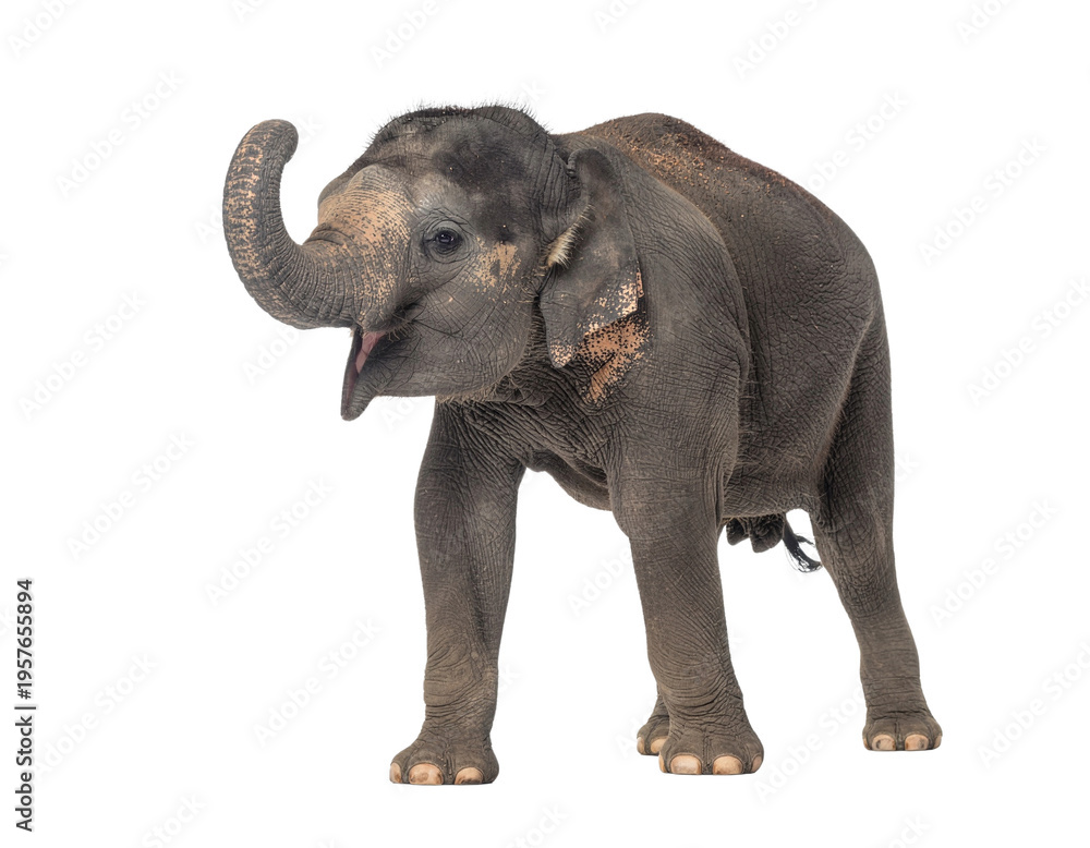 Obraz premium elephant isolated on white background
