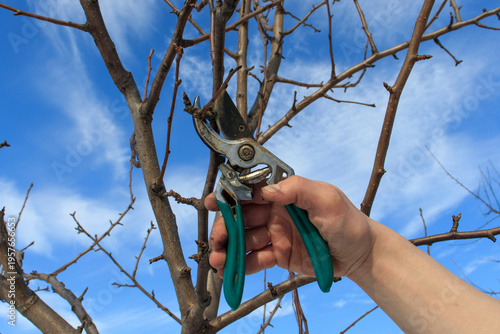 Winter pruning of trees in the garden. Removing diseased and damaged branches to stimulate the growth of new shoots
