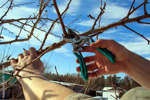 Winter pruning of trees in the garden. Removing diseased and damaged branches to stimulate the growth of new shoots
