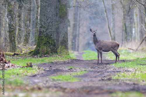 Red deer standing on trail looking at camera in forest