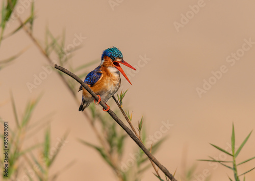 Wallpaper Mural Malachite kingfisher with its beak open on a branch over the Zambezi River, Namibia, Africa Torontodigital.ca