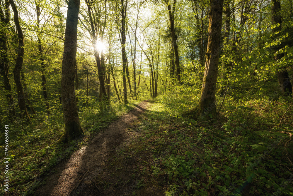 Obraz premium BOSQUE VERDE