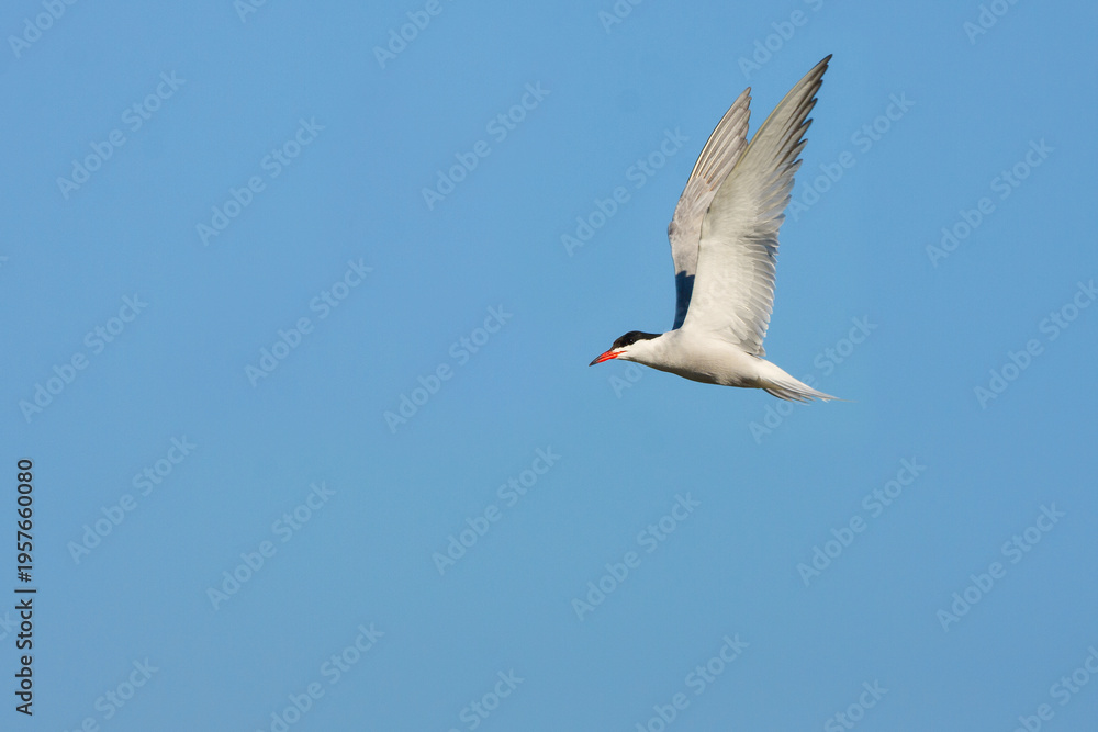 Fototapeta premium flying common tern